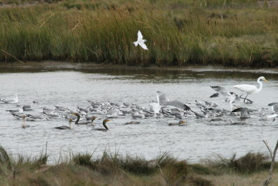 Feeding Frenzy