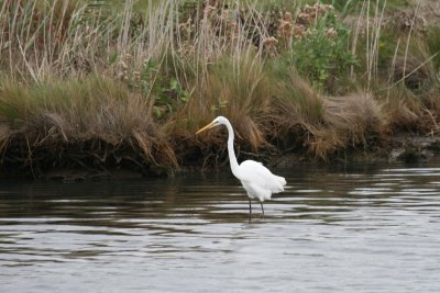 Great Egret at Brigantine