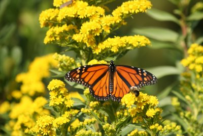 Male Monarch
