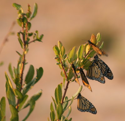 Monarch evening roost