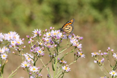 Monarch on Aster