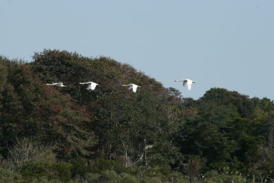 Mute Swans over Bunker Pond