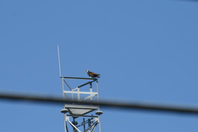 Osprey on Navigation Aid