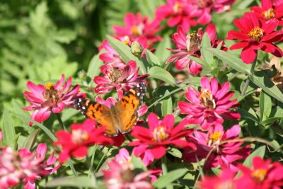 Painted Lady on Zinnia