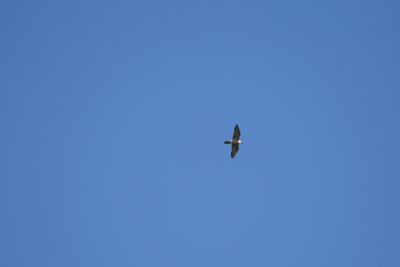 Peregrine Falcon