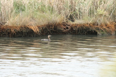 Pied-billed Grebe at Brigantine
