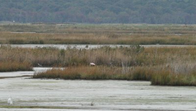Roseate Spoonbill at Brigantine