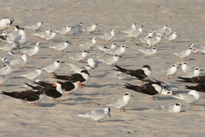 Skimmers and Forsters Terns