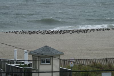 Skimmers from our room