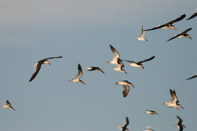 Skimmers in flight