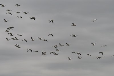 Snow Geese at Brigantine
