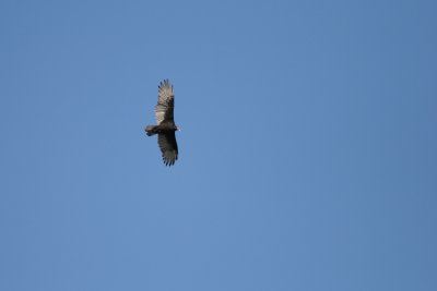 Turkey Vulture