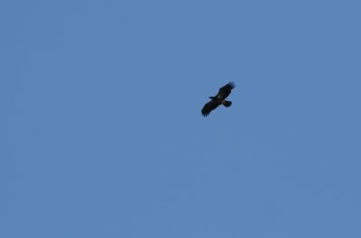 Young Bald Eagle