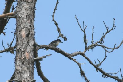 Black-backed Woodpecker
