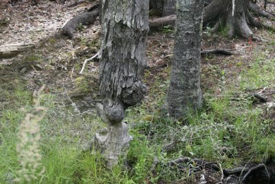 Beaver Sculpture