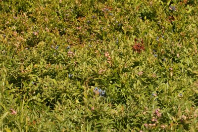 Blueberries