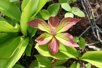 Bunchberry Dogwood