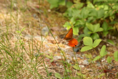 Fritillary