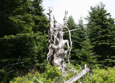 Gnarly Spruce