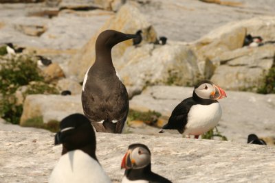Common Murre