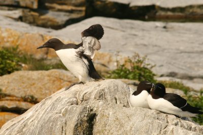 Common Murre with Razobills