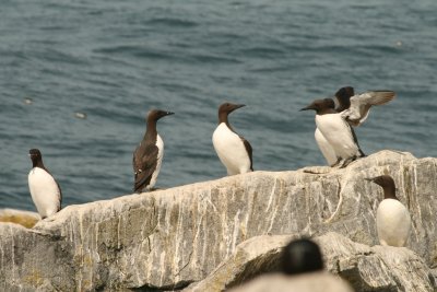 Common Murres