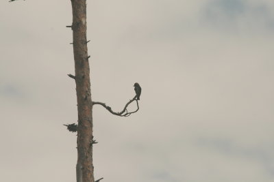 Olive-sided Flycatcher