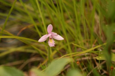 Rose Pogonia - an orchid