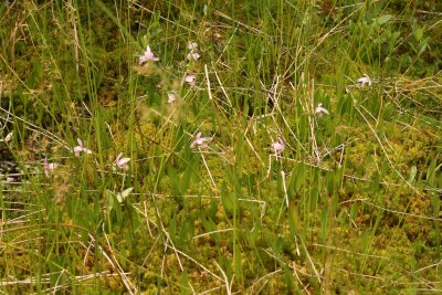 Rose Pogonia - an orchid