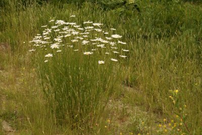 Oxeye Daisy