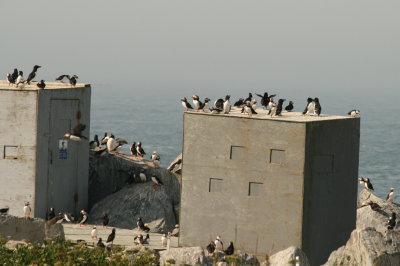 Puffins