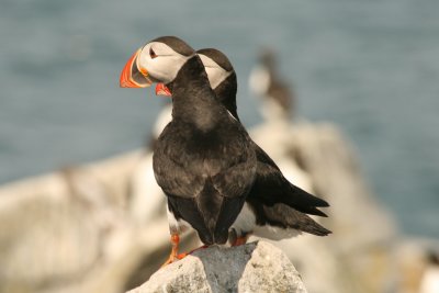 Puffin
