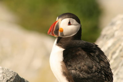 Puffin