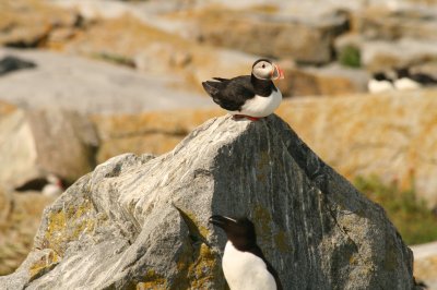 Puffin