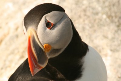 Puffin
