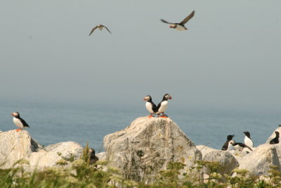 Puffins