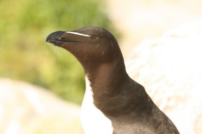 Razorbill
