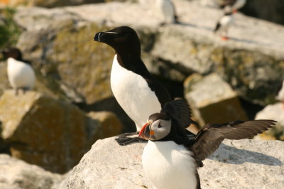 Razorbill