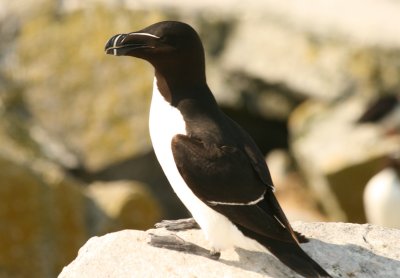 Razorbill