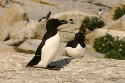 Razorbills