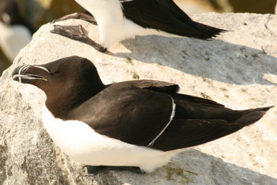 Razorbill