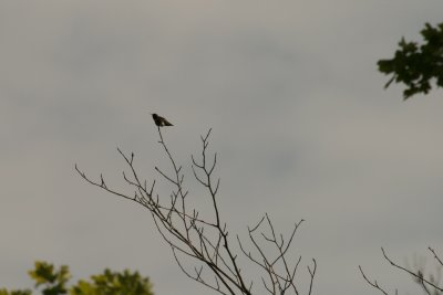 Ruby-throated Hummingbird