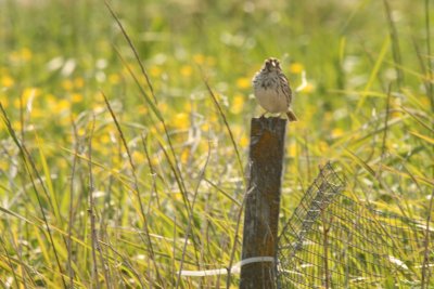 Savannah Sparrow