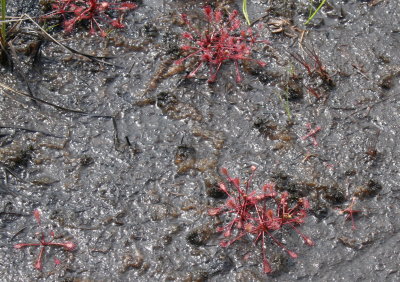 Spatulate-leaved Sundew