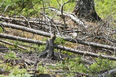 Spruce Grouse
