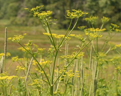Wild Parsnip