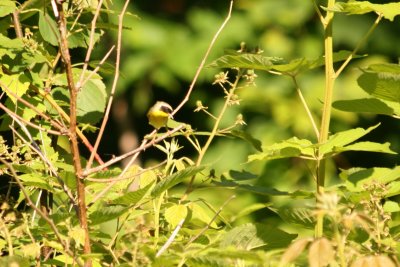 Common Yellowthroat