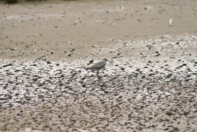 Wandering Tattler