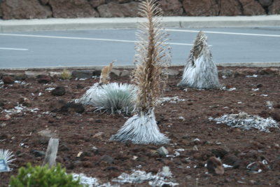 Silversword at Haleakala