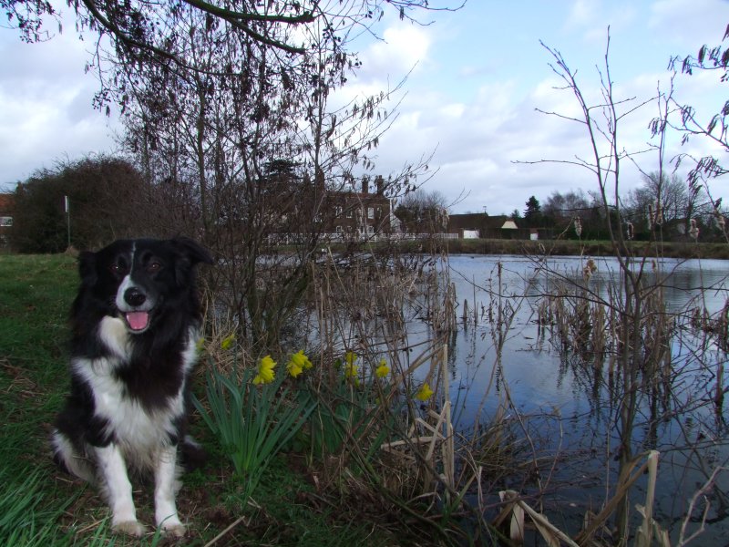 Lady,posing beside early daffodils